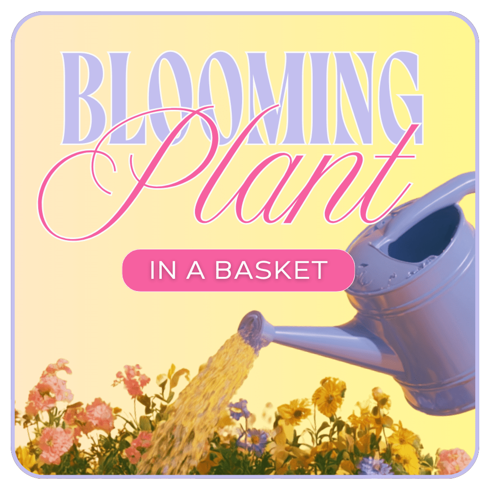 Florist's Choice of Blooming Plant - Florist’s Choice Blooming Plant in a Basket features a fresh, seasonal blooming plant selected by your local florist and presented in a charming basket. It’s a lovely choice for plant delivery when you want something long lasting and full of natural beauty.
