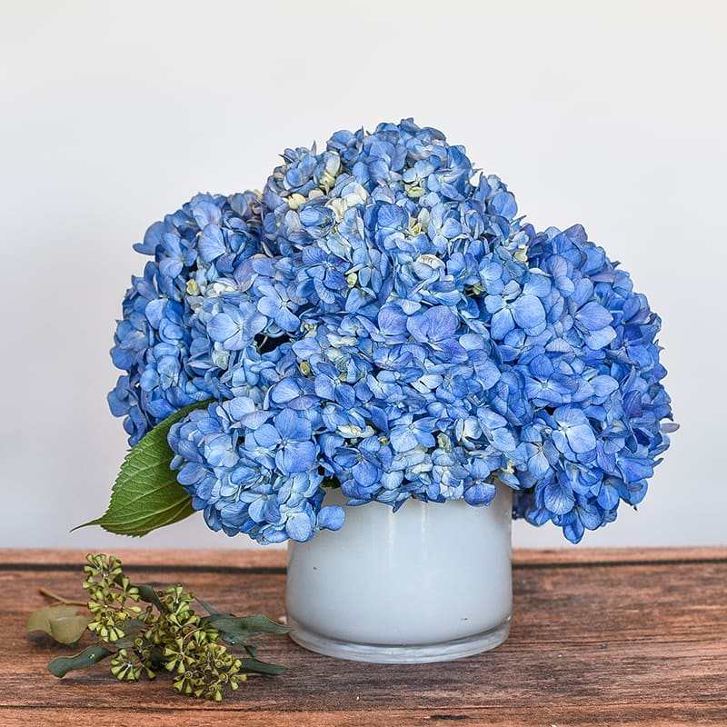 Compact arrangement of blue hydrangeas in a white glass vase on a wooden surface