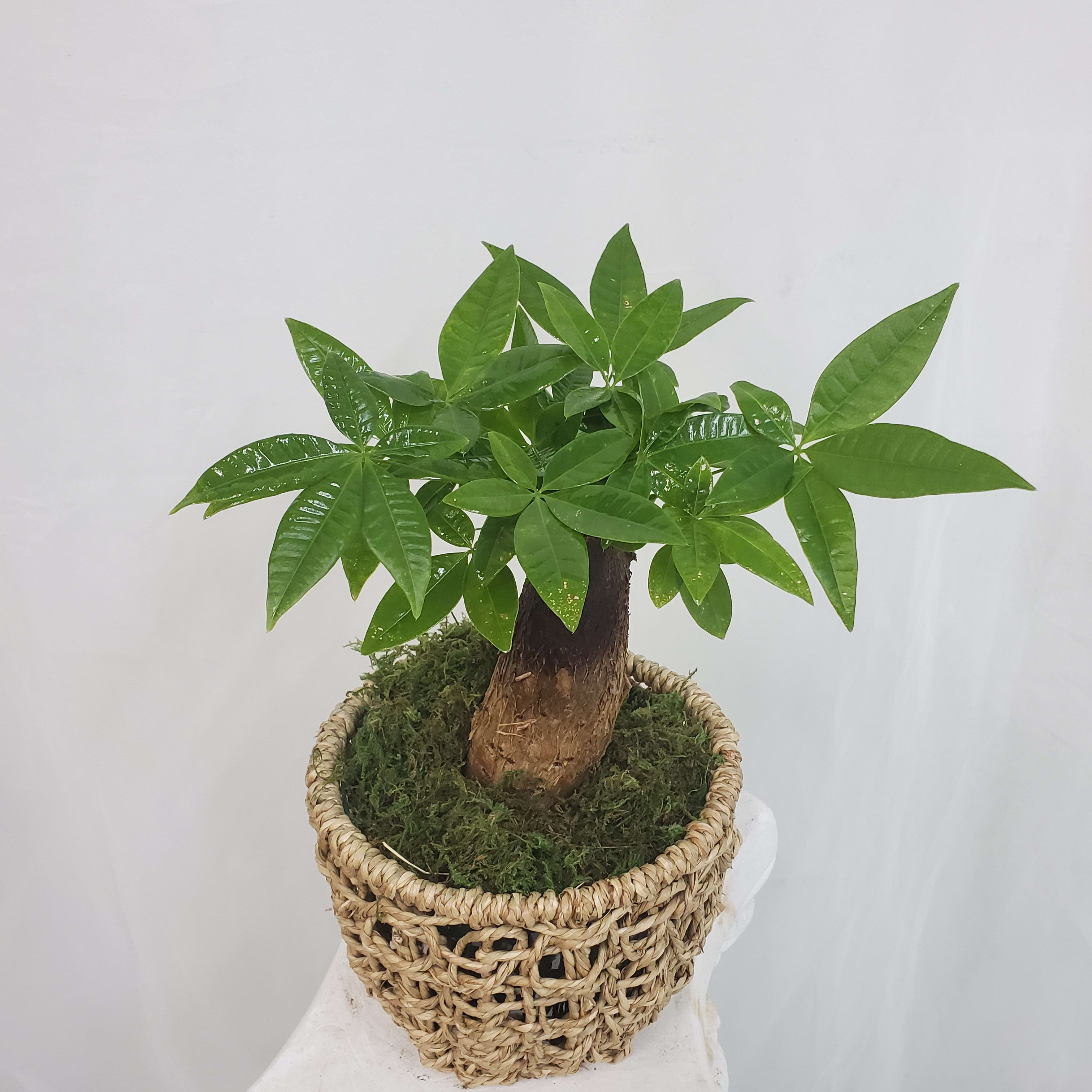 Water Chestnut  - A Lucky Money Tree to bring you luck and much happiness 