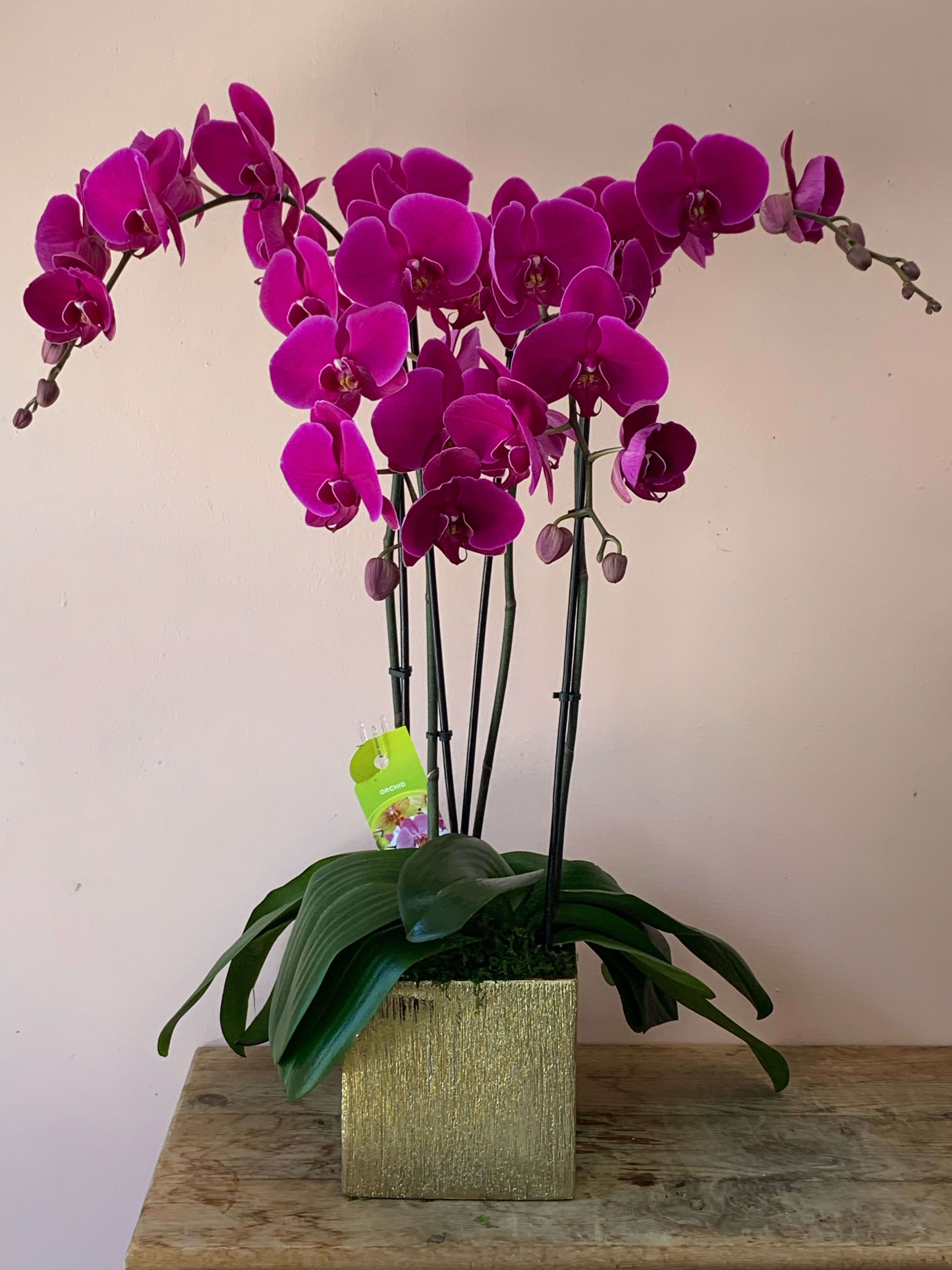 Magenta orchid plant in a gold square pot
