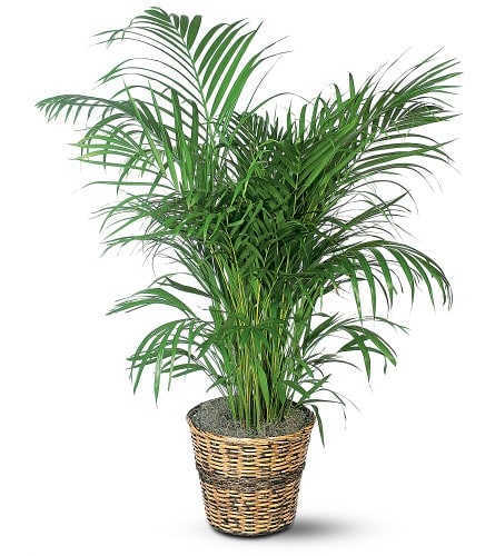 Potted palm plant in a woven basket planter