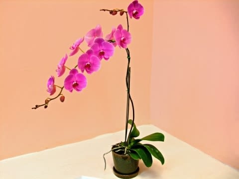 Potted orchid with bright pink blooms in a small container