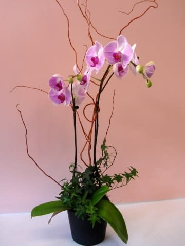 Pink orchids in a black pot with decorative branches