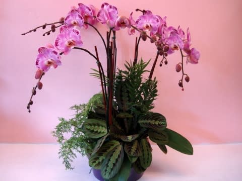 Grand Phalaenopsis Orchid Garden - Truly a royal Orchid plant arrangement which holds it's stature and stunning presence in any setting it rests. This Phalaenopsis Orchid Arrangement is creative in design and beyond the ordinary.  Beautiful Orchid Garden plant arrangement is designed with three Orchid plants and garnished with other green plants. This arrangement is designed in a large ceramic container and is a great way to decorate any setting. Dimensions Approximately: 20" H x 16" W