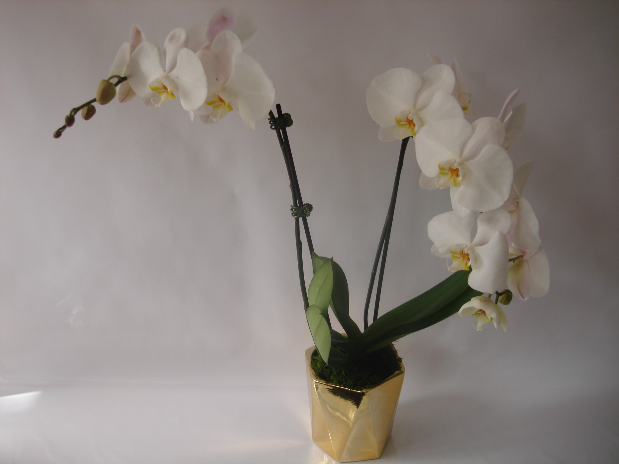 White orchid arrangement in a gold pot