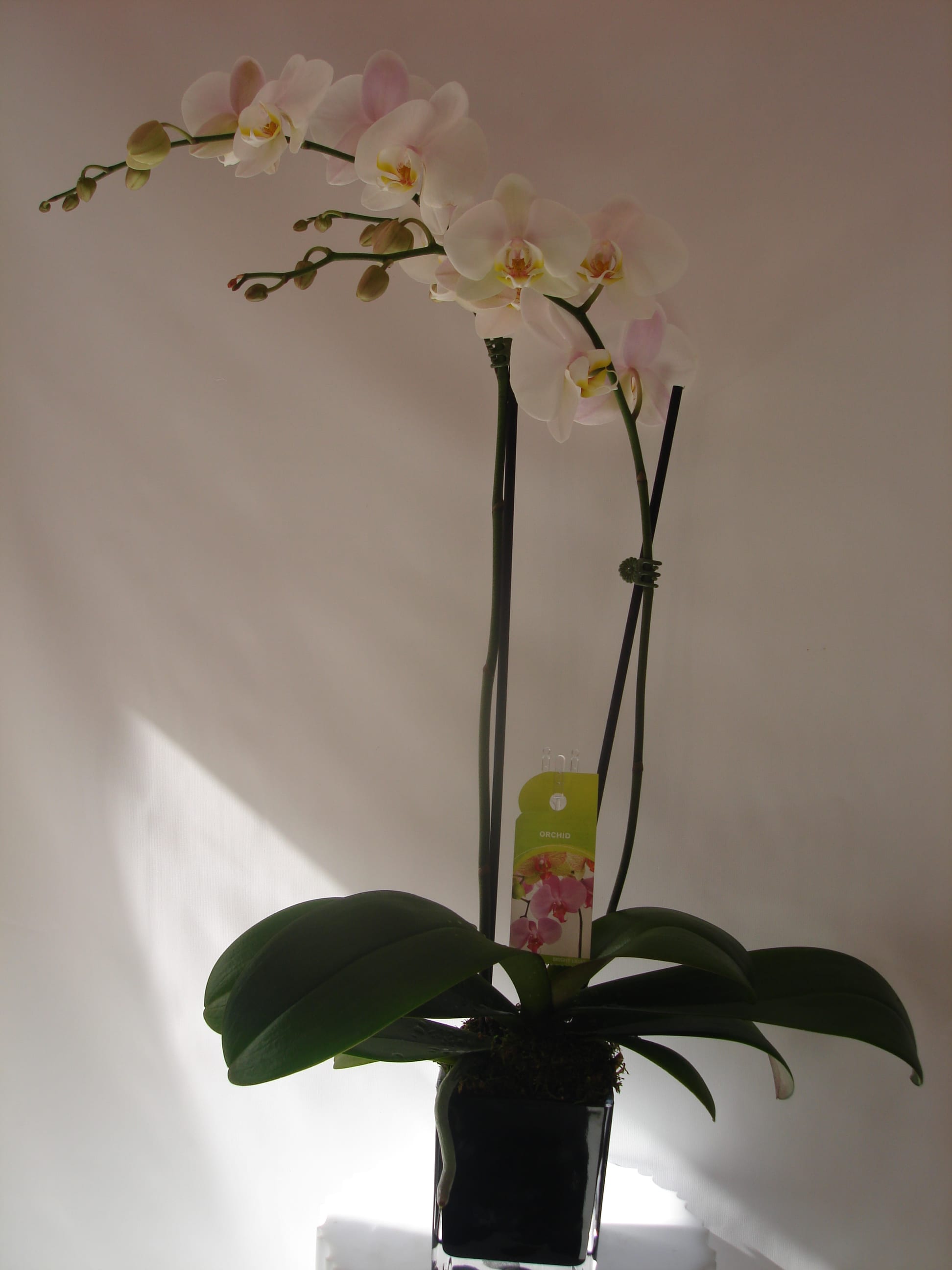 Potted orchid with pale pink-white blooms in a black container