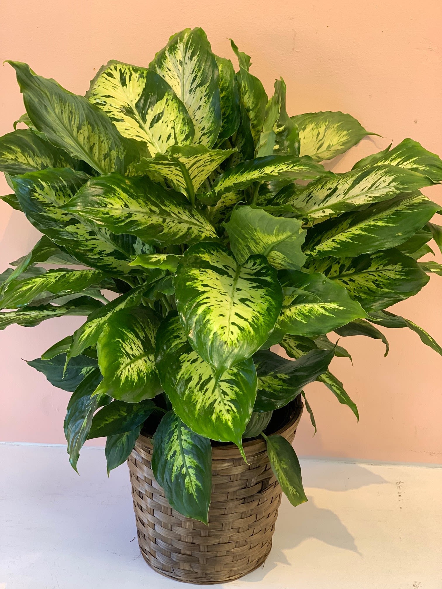Potted variegated green houseplant in a woven basket