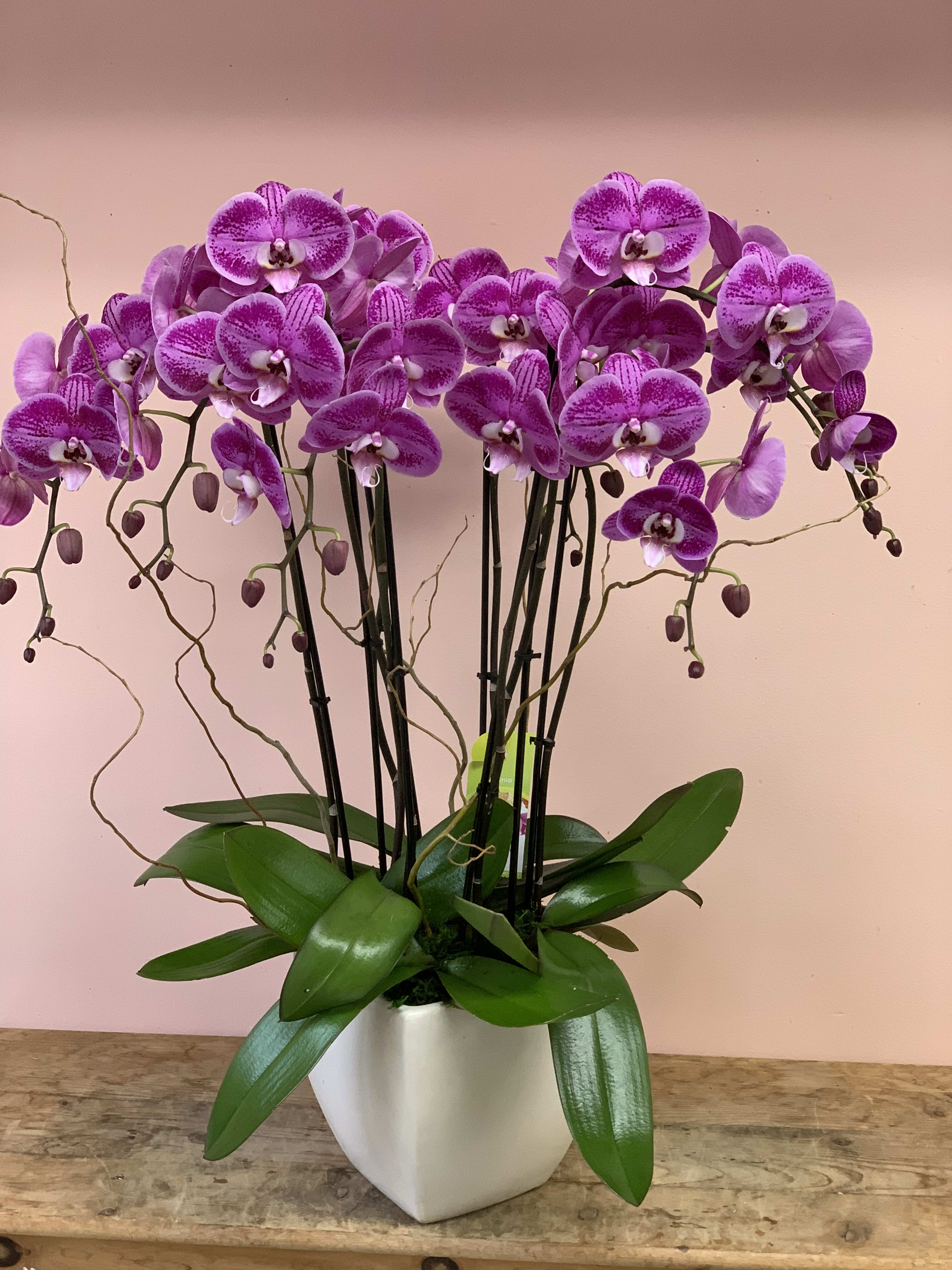 All pink phalaenopsis orchids.  W596 - Four large pink phalaenopsis orchid plants arranged in ceramic container by Fillmore Florist San Francisco.  W596 Dimensions approximately 20” H x 15” W