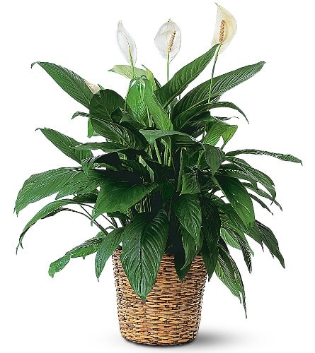 Potted peace lily plant with white blooms in a woven basket