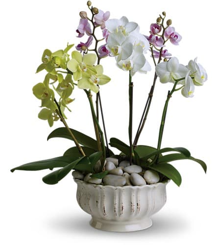 Potted orchids in white, green, and purple blooms in a ceramic bowl