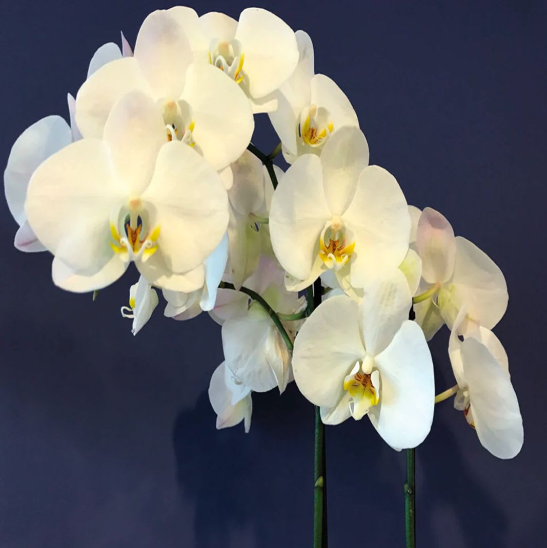 White orchid blooms on long stems against a dark background