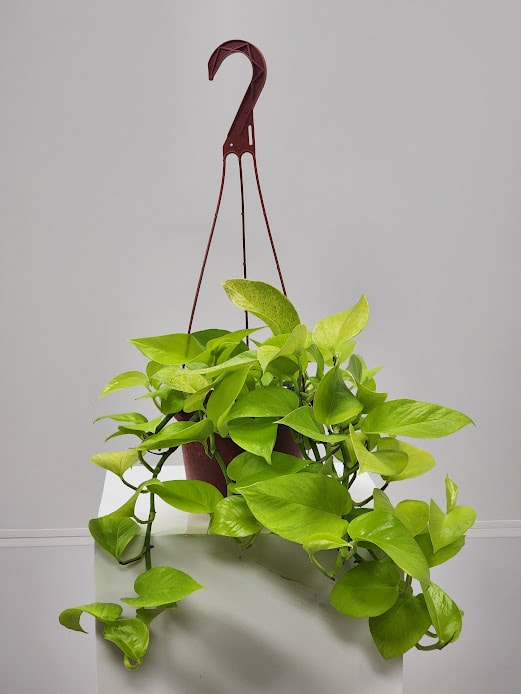6" Neon Hanging Pothos Plant - Select this vibrant and full neon hanging pothos that is a perfect gift for someone special or yourself! This plant is 6" wide at its base. This plant is a perfect beginner plant that grows fairly quickly as well.