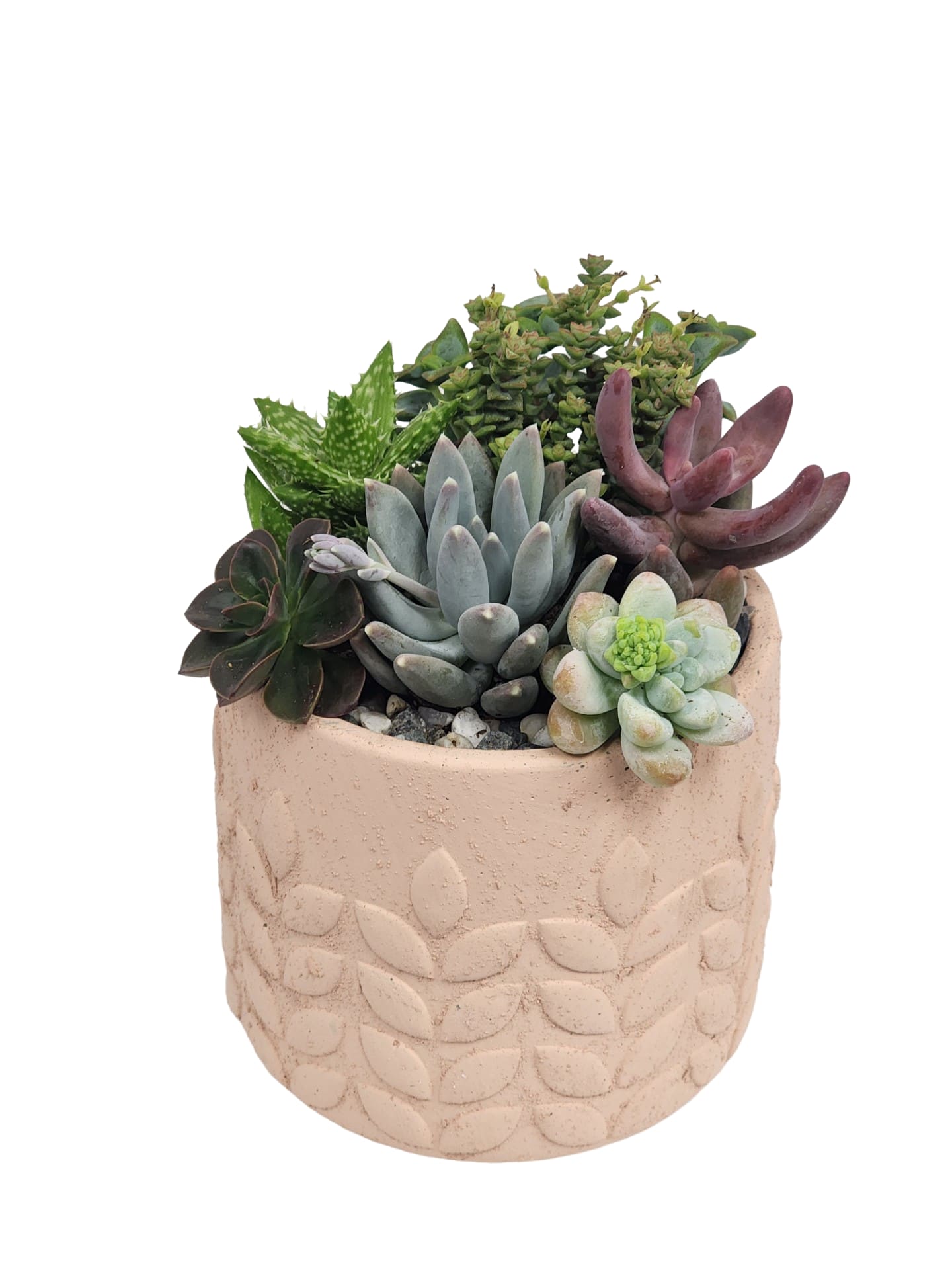 Potted succulent arrangement in a textured pink ceramic planter