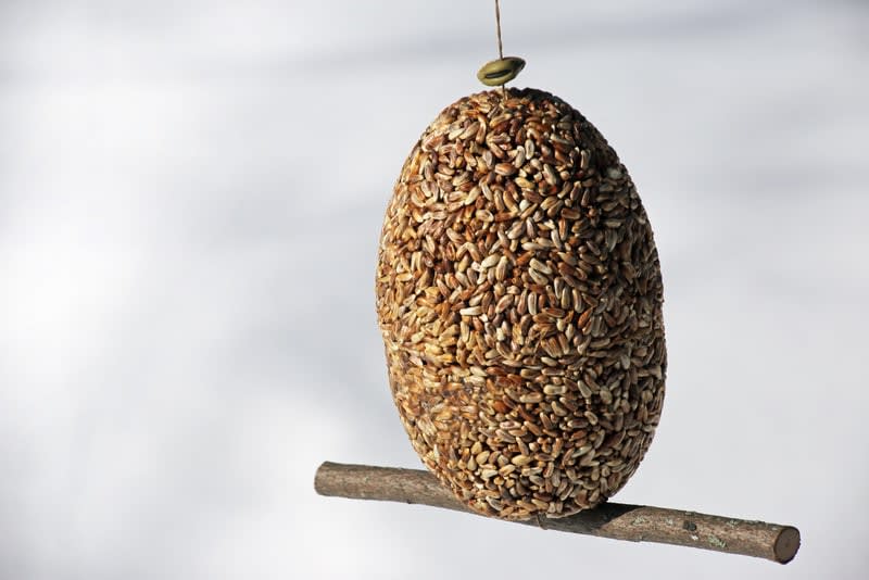Seed-covered hanging bird feeder on a branch