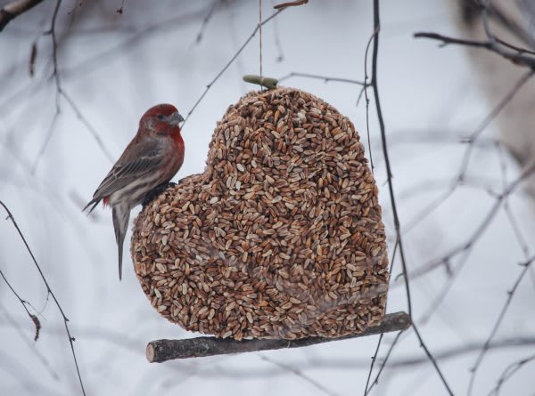 Jules Loft Edible Garden Art - Love is in the Air - Hand-made in the small village of Waconia, MN. 100% natural ingredients, crafted 100% with golden safflower - a squirrel deterrent seed!