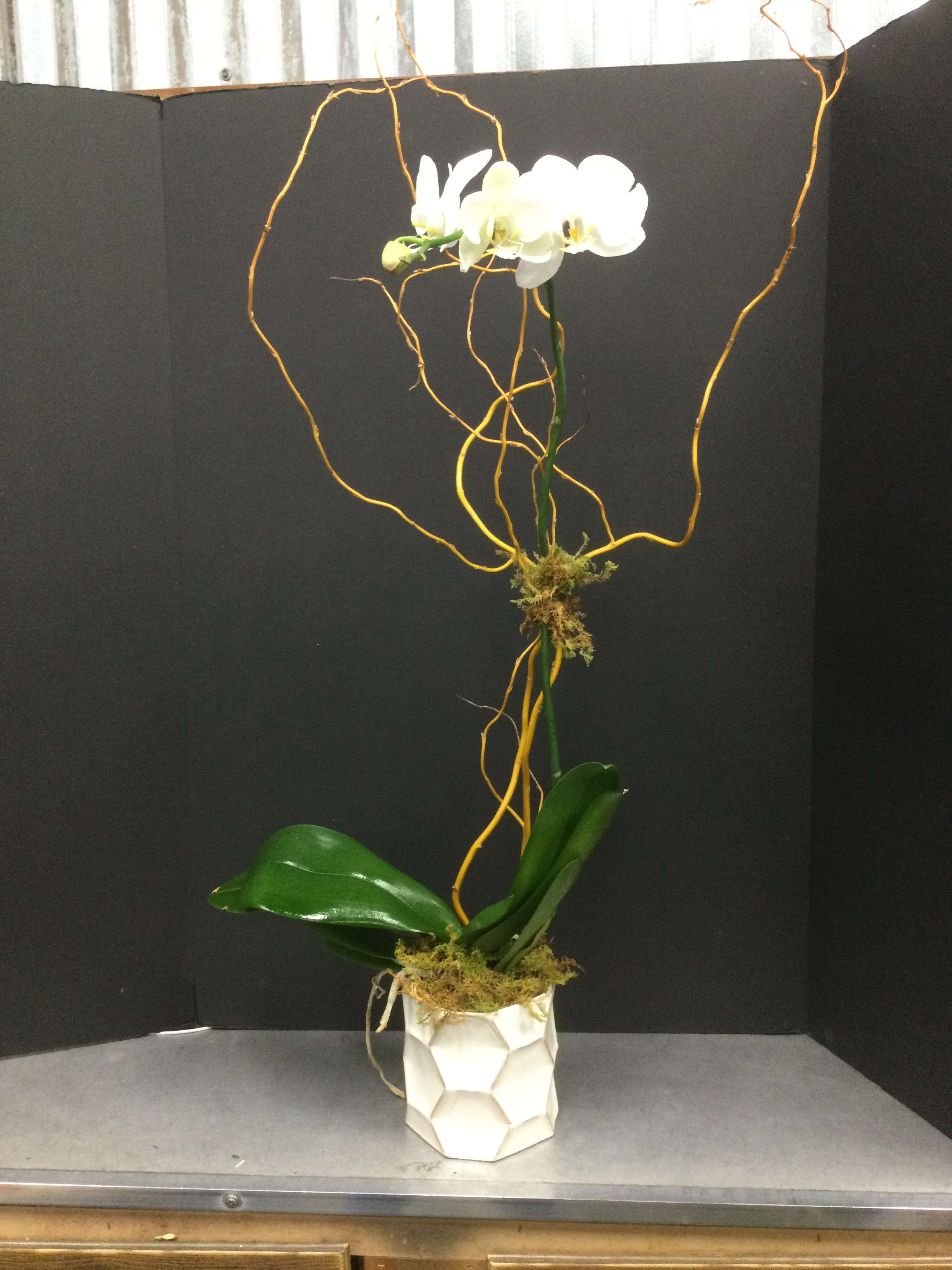 White orchid arrangement in a geometric white pot with tall curly branches