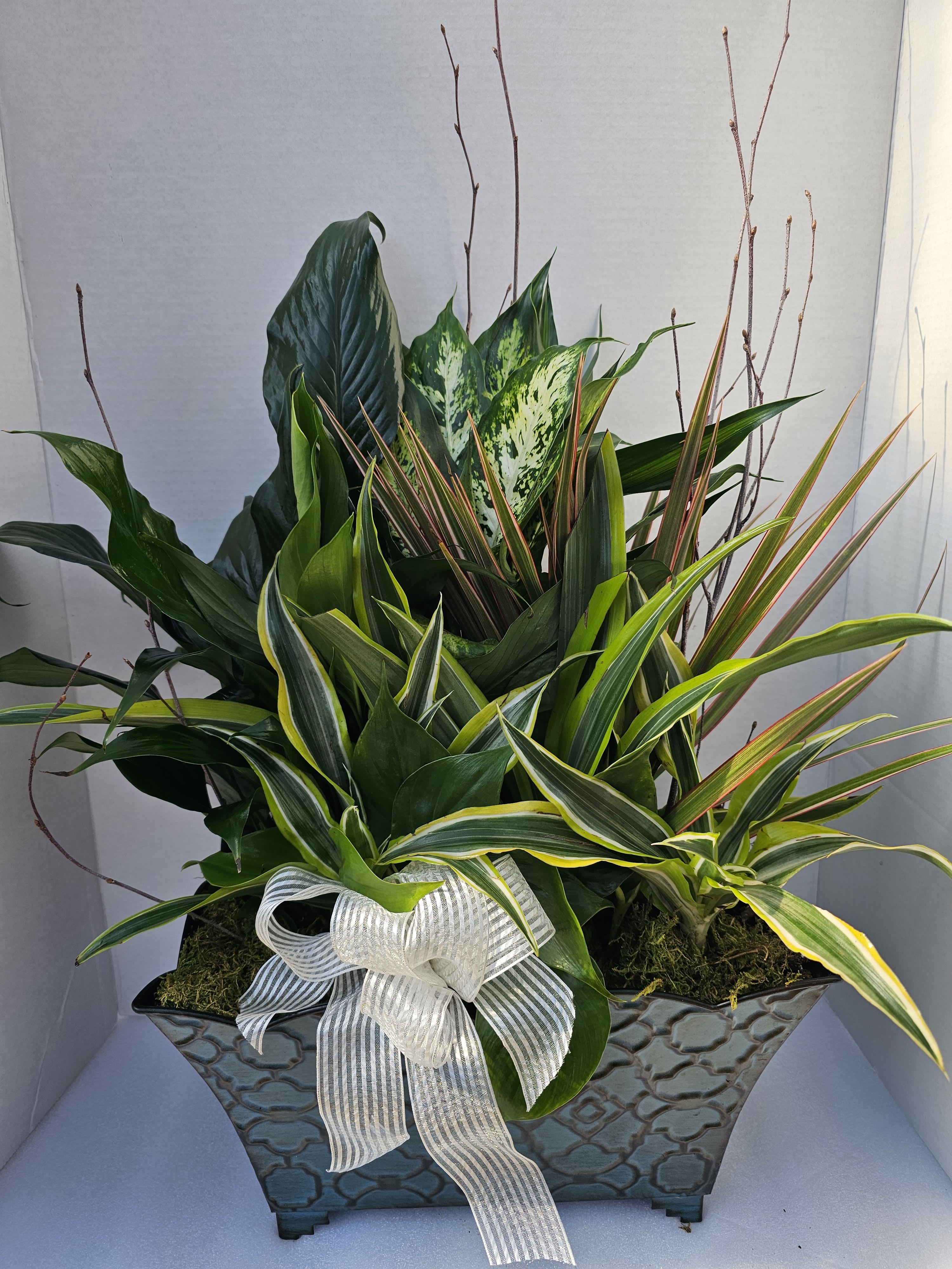 Mixed green plant arrangement in a textured rectangular planter with a white ribbon