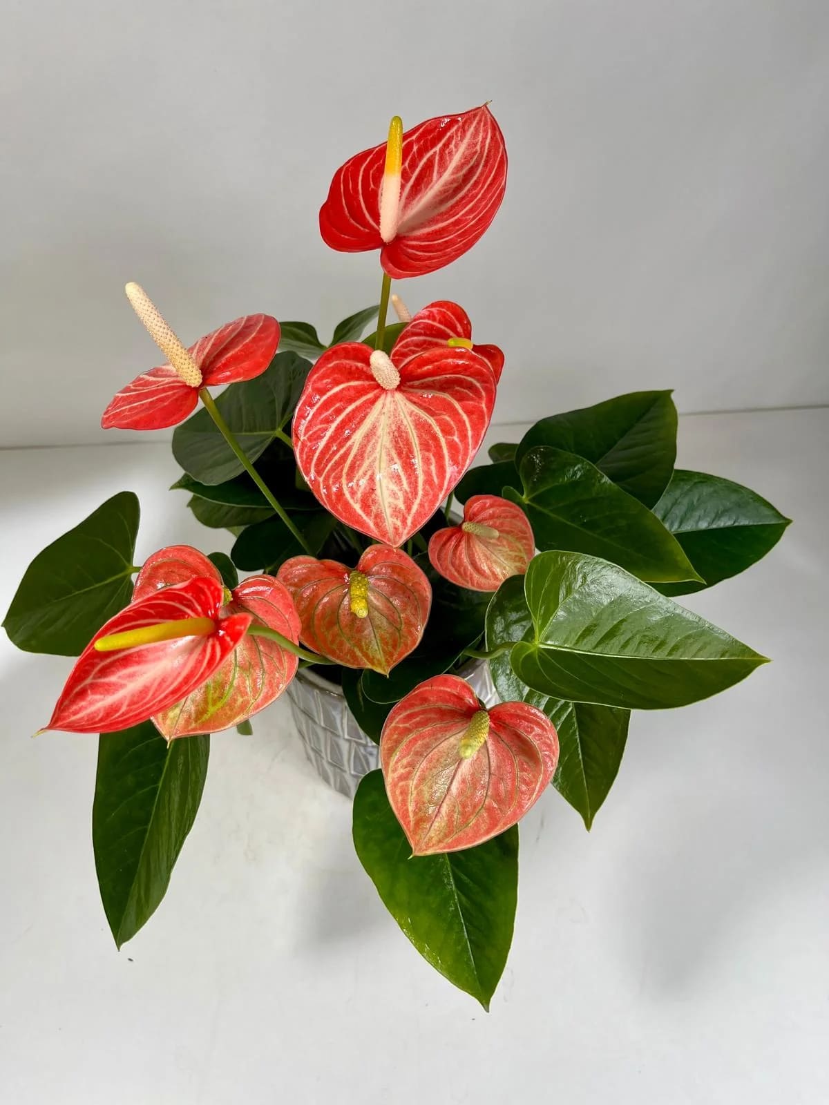 Potted anthurium plant with red heart-shaped blooms and glossy green leaves