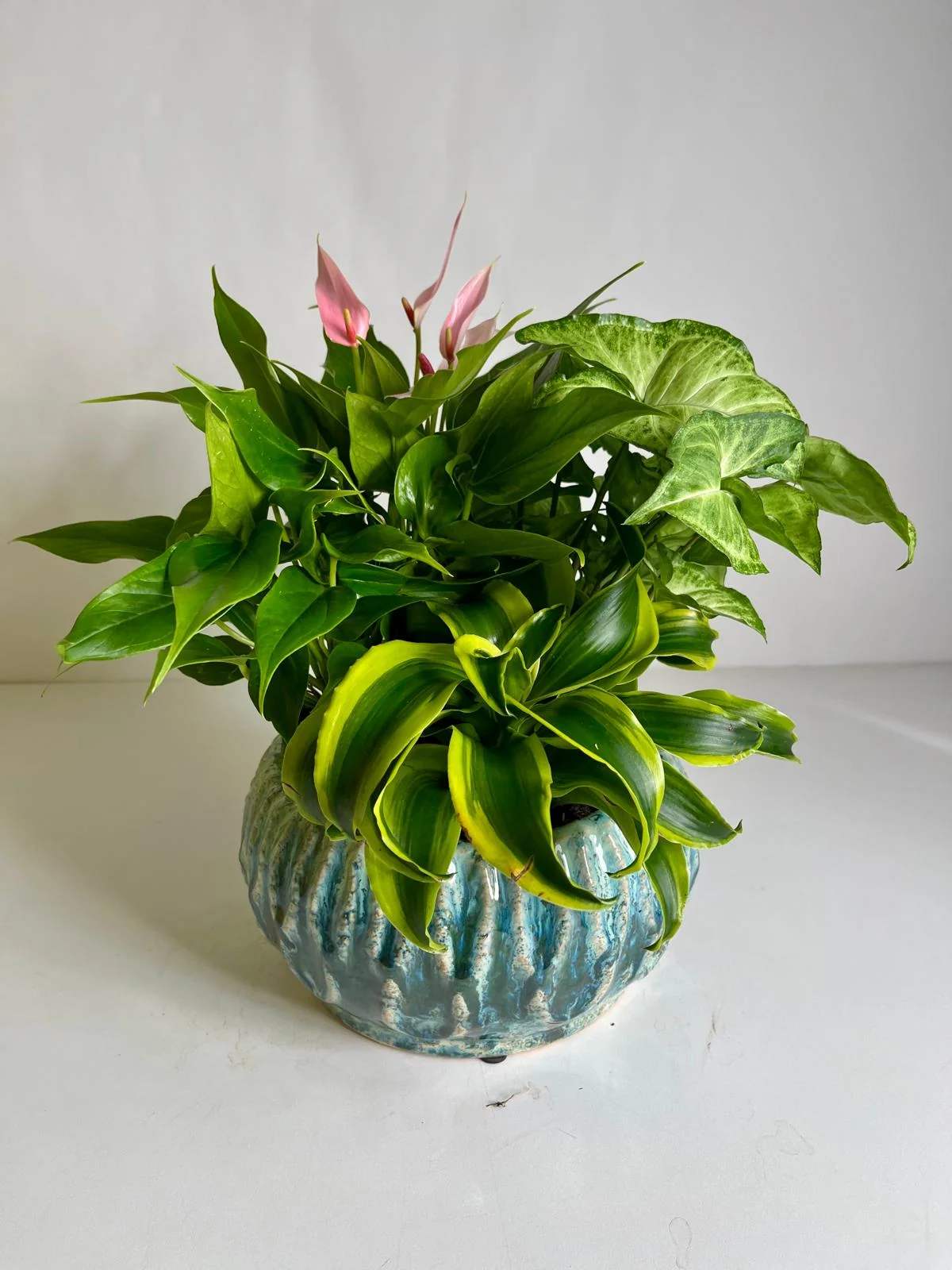 Potted green foliage arrangement with pink blooms in a blue ceramic planter