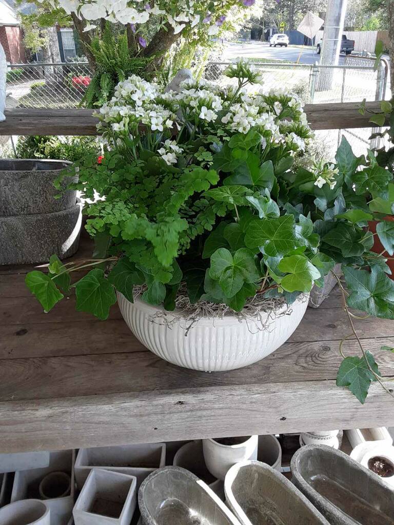 White flowers in a large white planter with trailing ivy