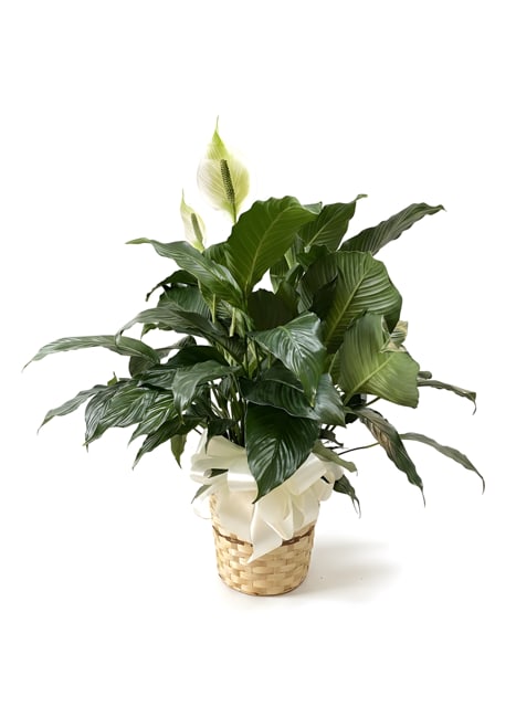 Potted peace lily in a woven basket with a white ribbon