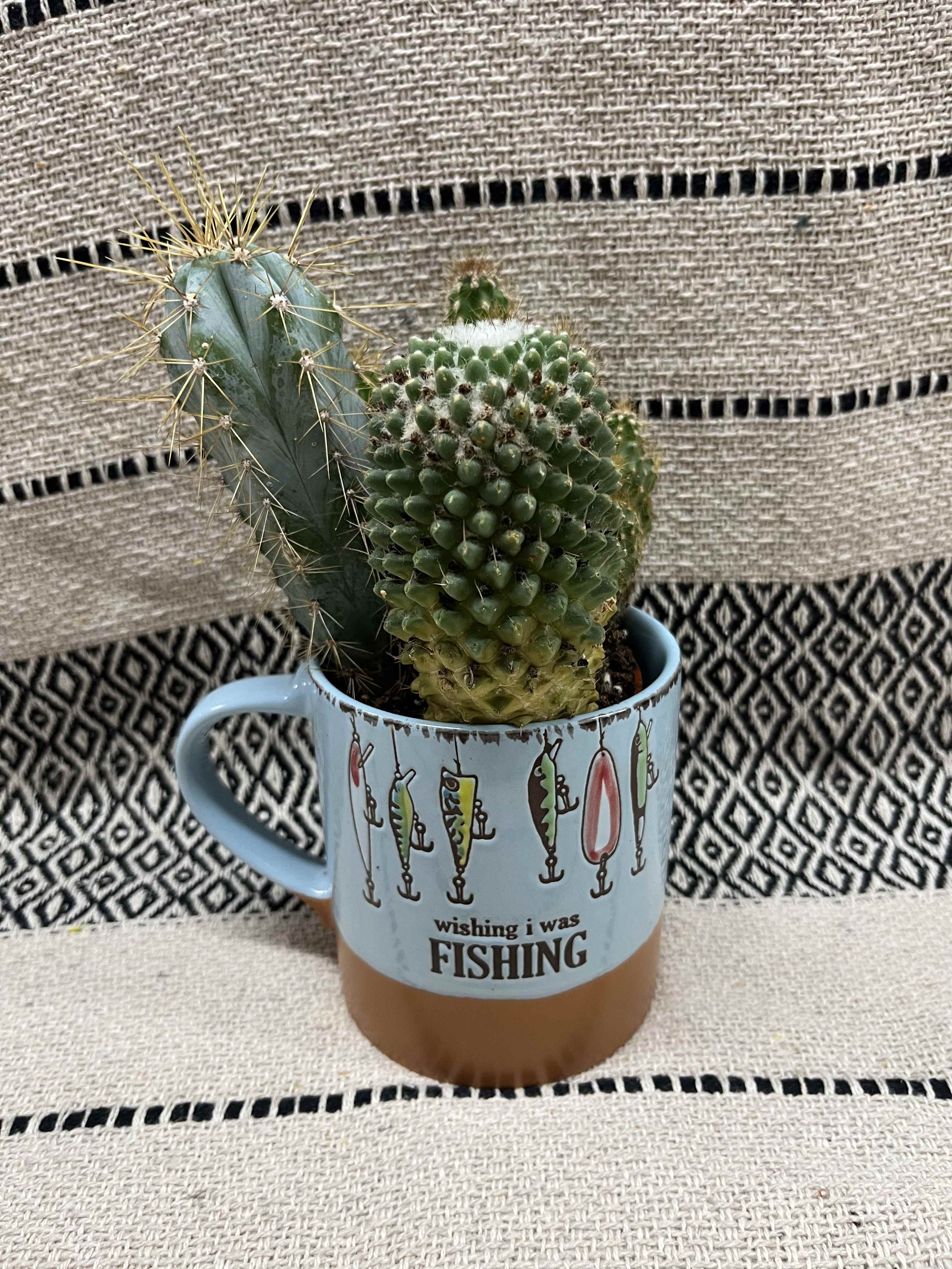 Two small cacti in a light blue mug with fishing graphics
