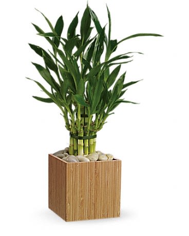 Teleflora's Good Luck Bamboo - Wealth prosperity good fortuneâ¦ know anyone who wouldn't be delighted to receive of all of these? Our exclusive good-luck bamboo not only delivers good luck it has good karma attached. Delivered in an exclusive natural bamboo cube it's all about being good to the earth and being good to each other.