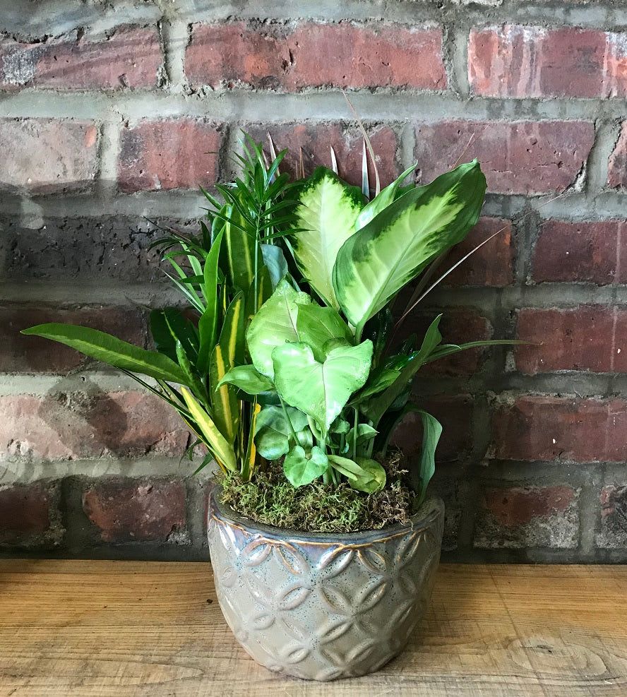 Potted green houseplant arrangement in a decorative ceramic pot