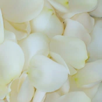 Close-up of white flower petals filling the frame