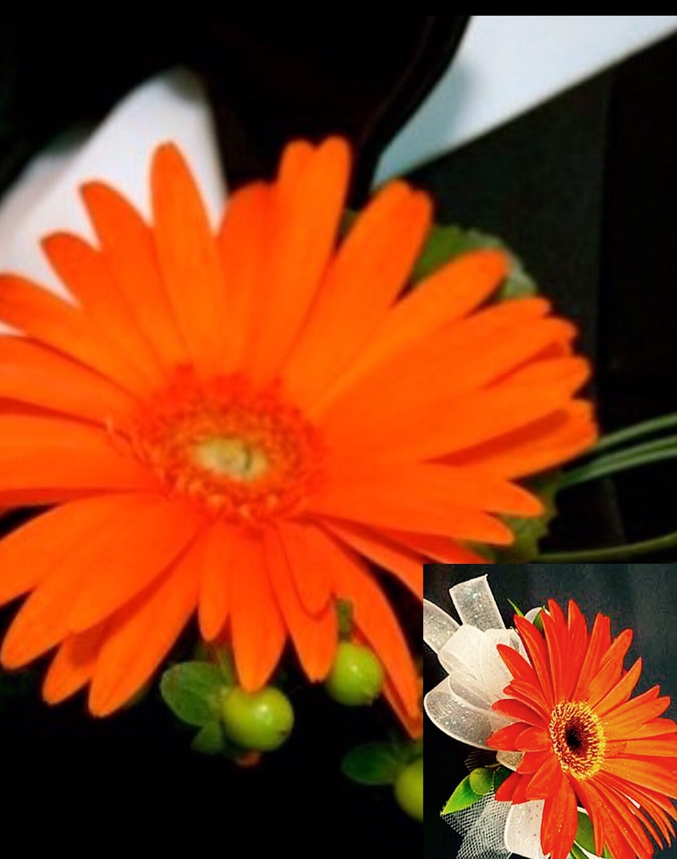 Bright orange gerbera daisy with a small ribbon accent