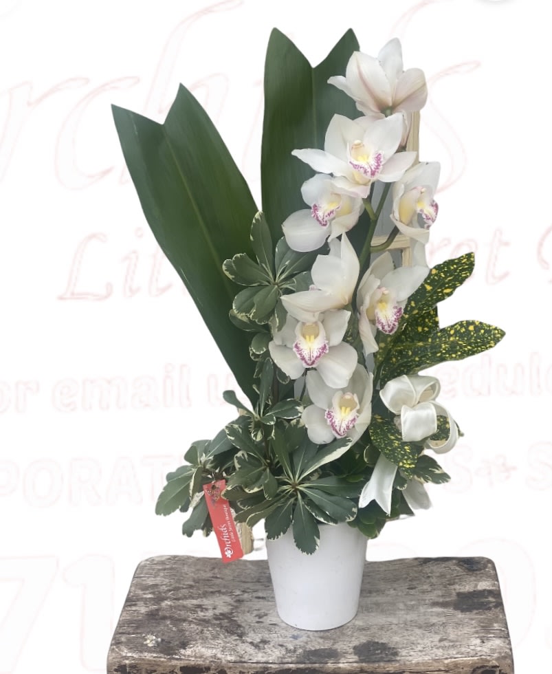 White orchids arranged in a white pot with broad green leaves