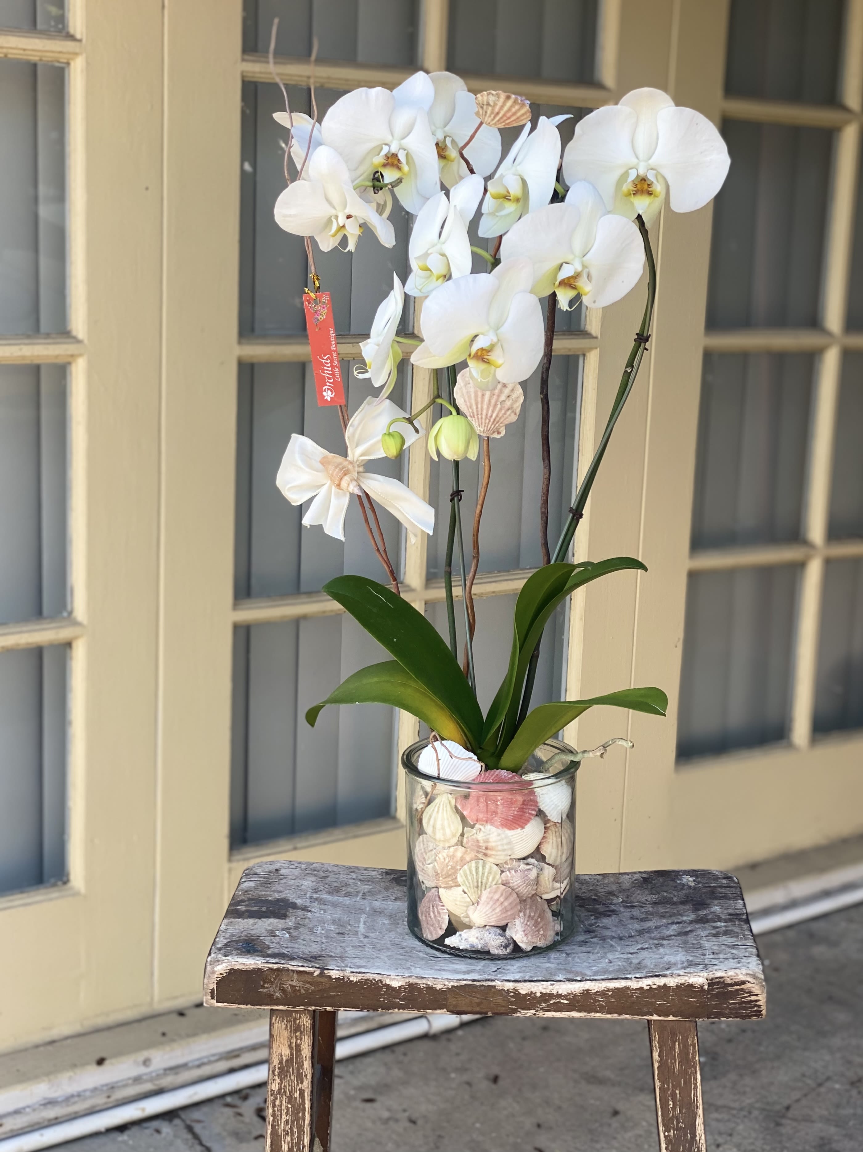 White orchids in a glass vase filled with seashells