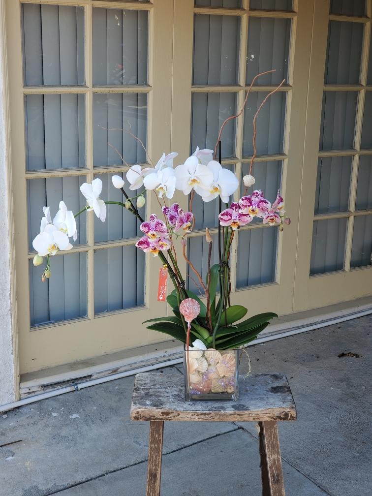 Potted orchids in a square glass vase on a small stool