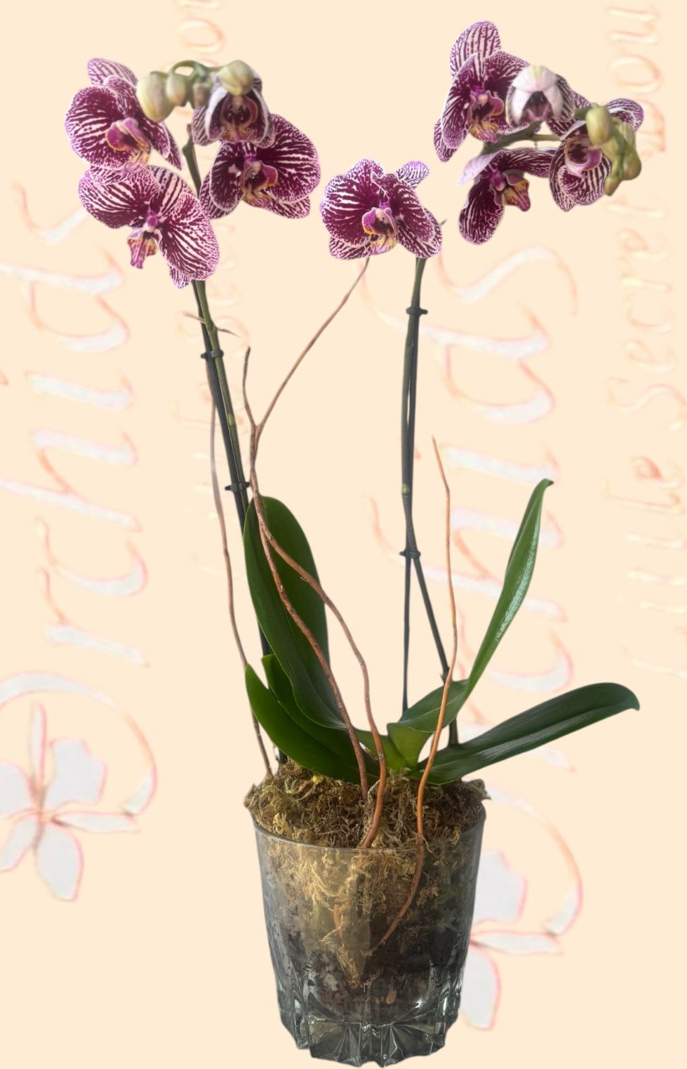 Potted purple-and-white orchids in a clear glass vase