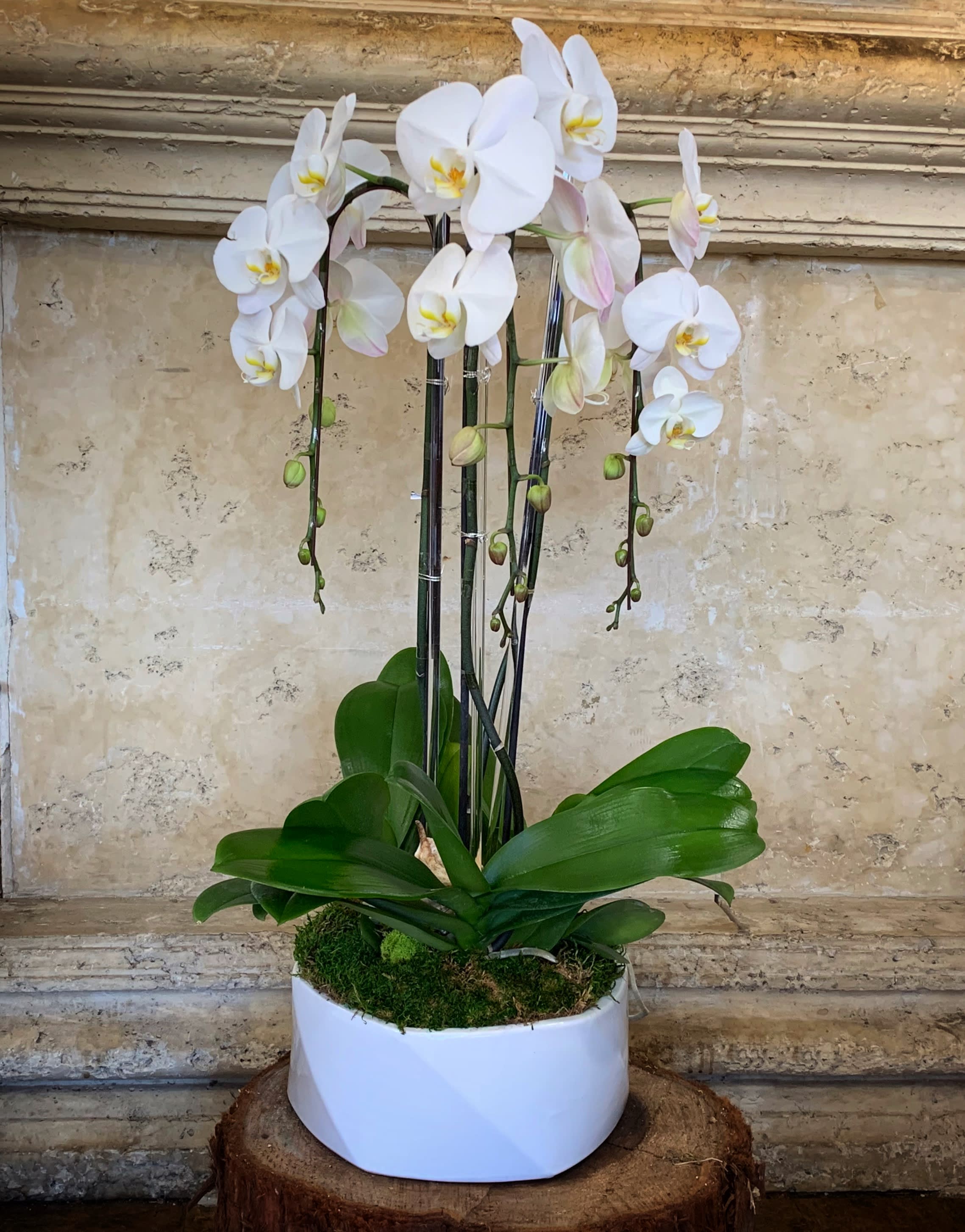 White orchid plant in a white pot with moss