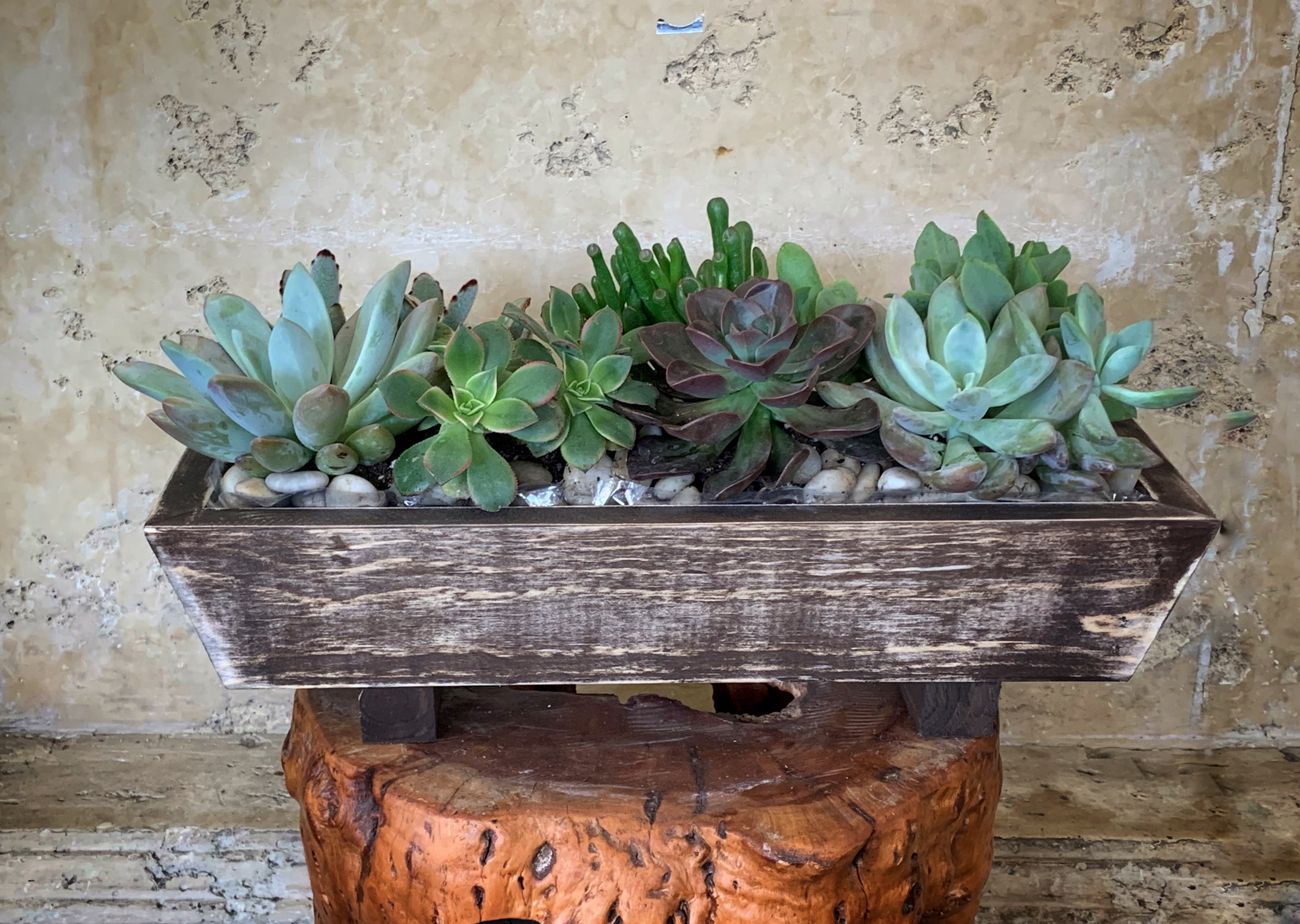 Wood Box Succulents - Different types of Succulents in wood box. Size (16" W X 5" D)