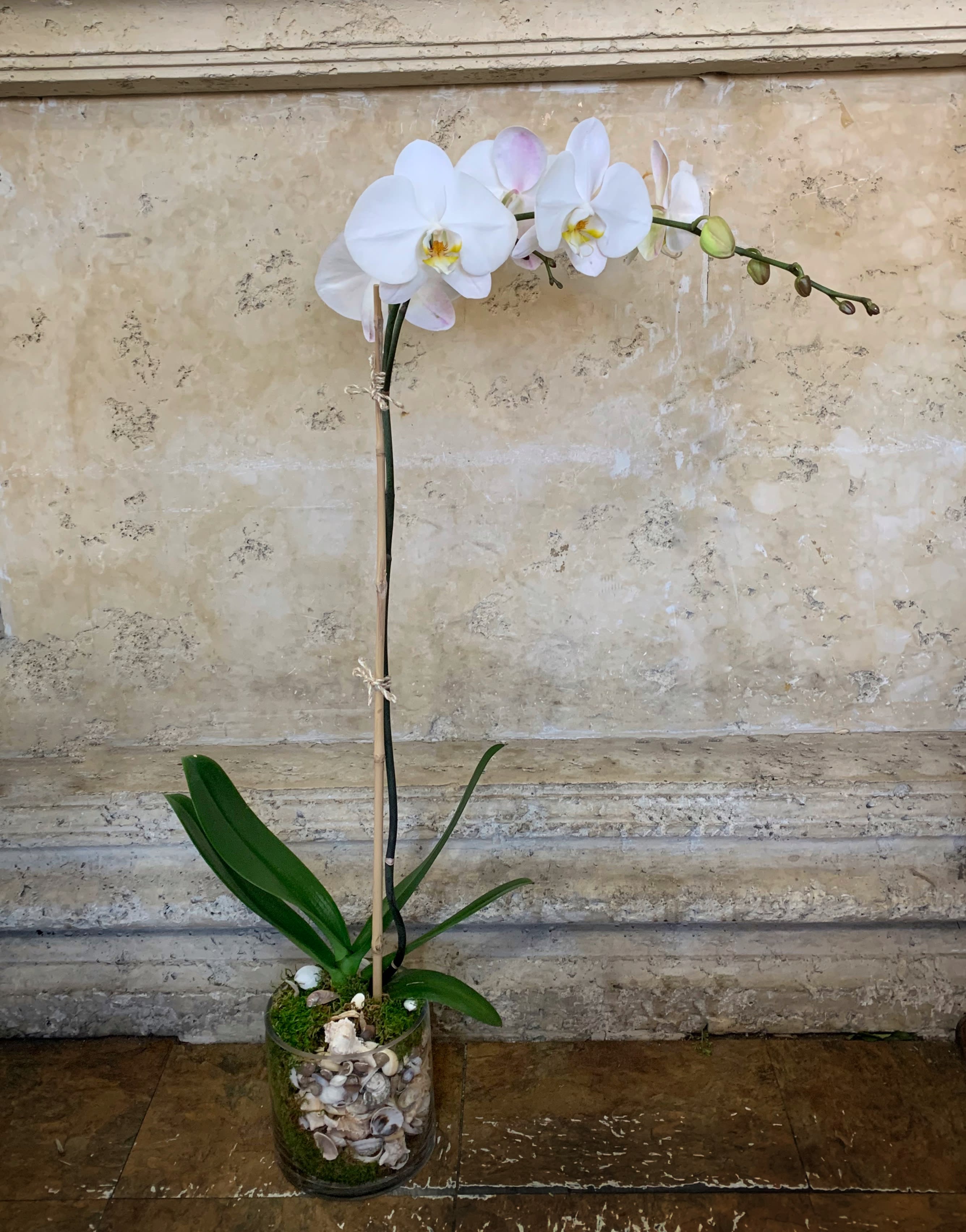 White orchid plant in a glass container with shells