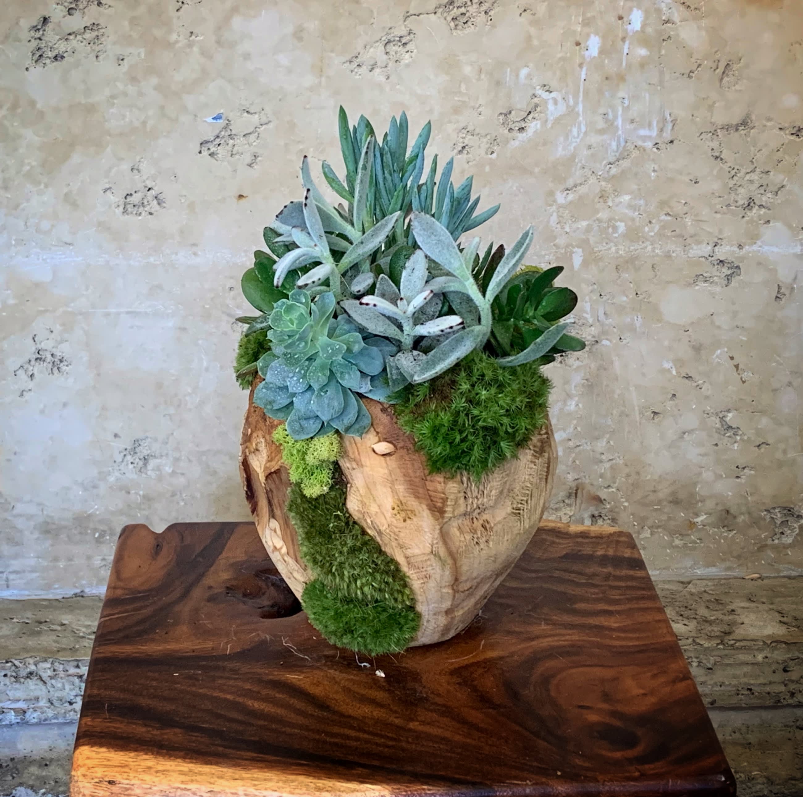 Succulent arrangement in a carved wooden planter with moss accents