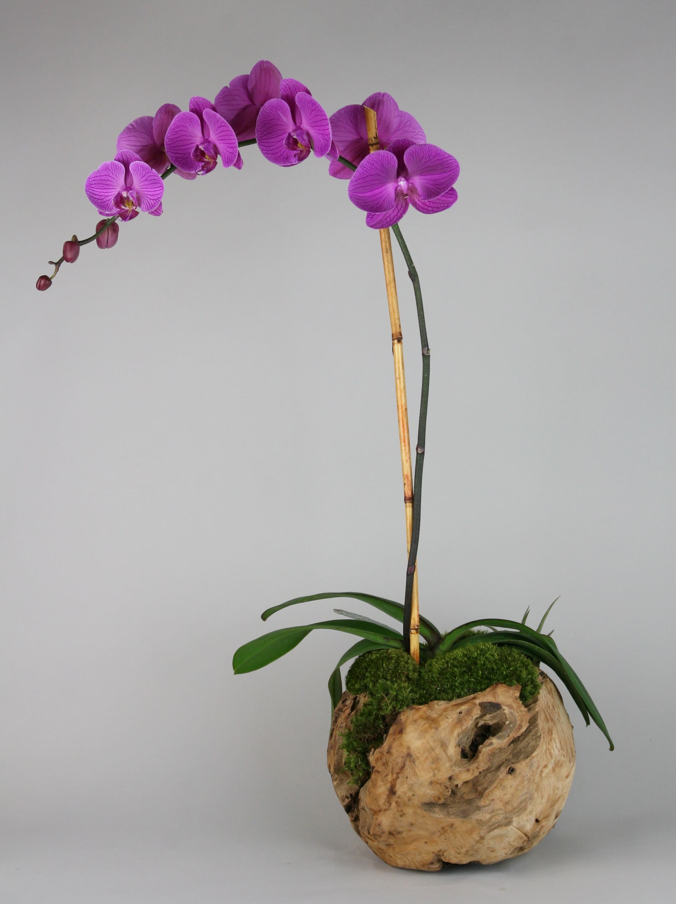 Wood Orchids - Wooden framed Phalaenopsis Orchid White or Pink. Specify color preference at checkout under "Notes to Florist".