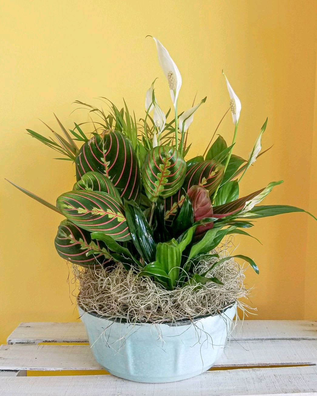 Potted arrangement of green foliage with white peace lilies