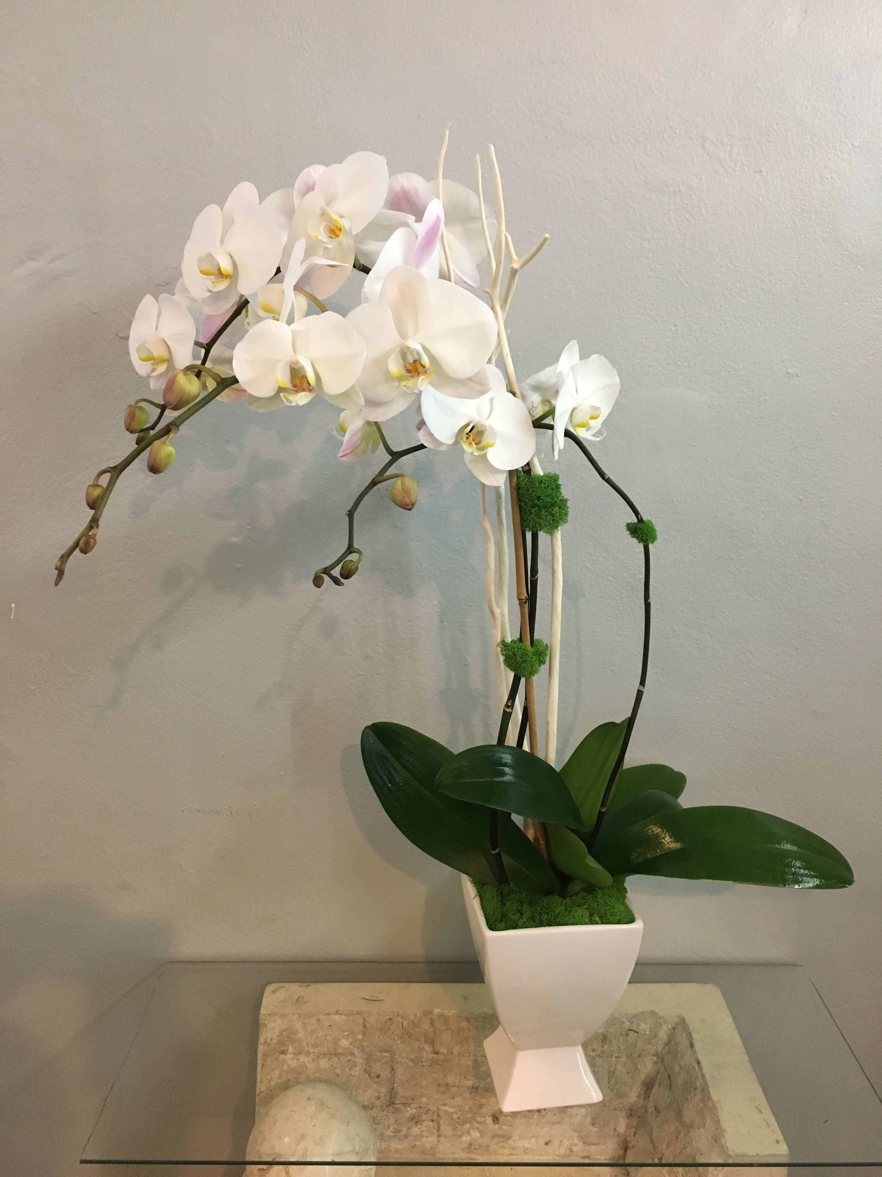 White orchid arrangement in a square white vase