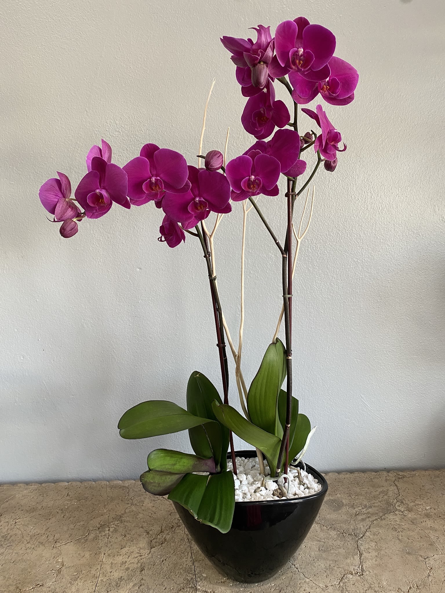 Two magenta orchid stems in a black pot with white stones