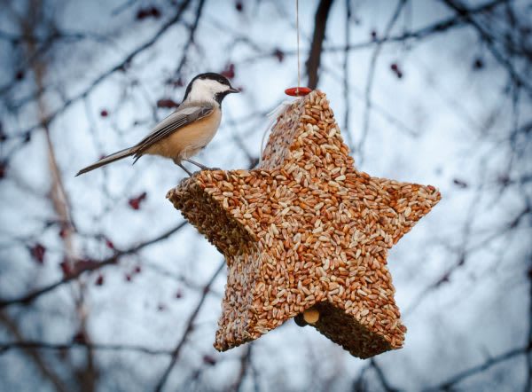 Bird perched on a star-shaped hanging seed feeder