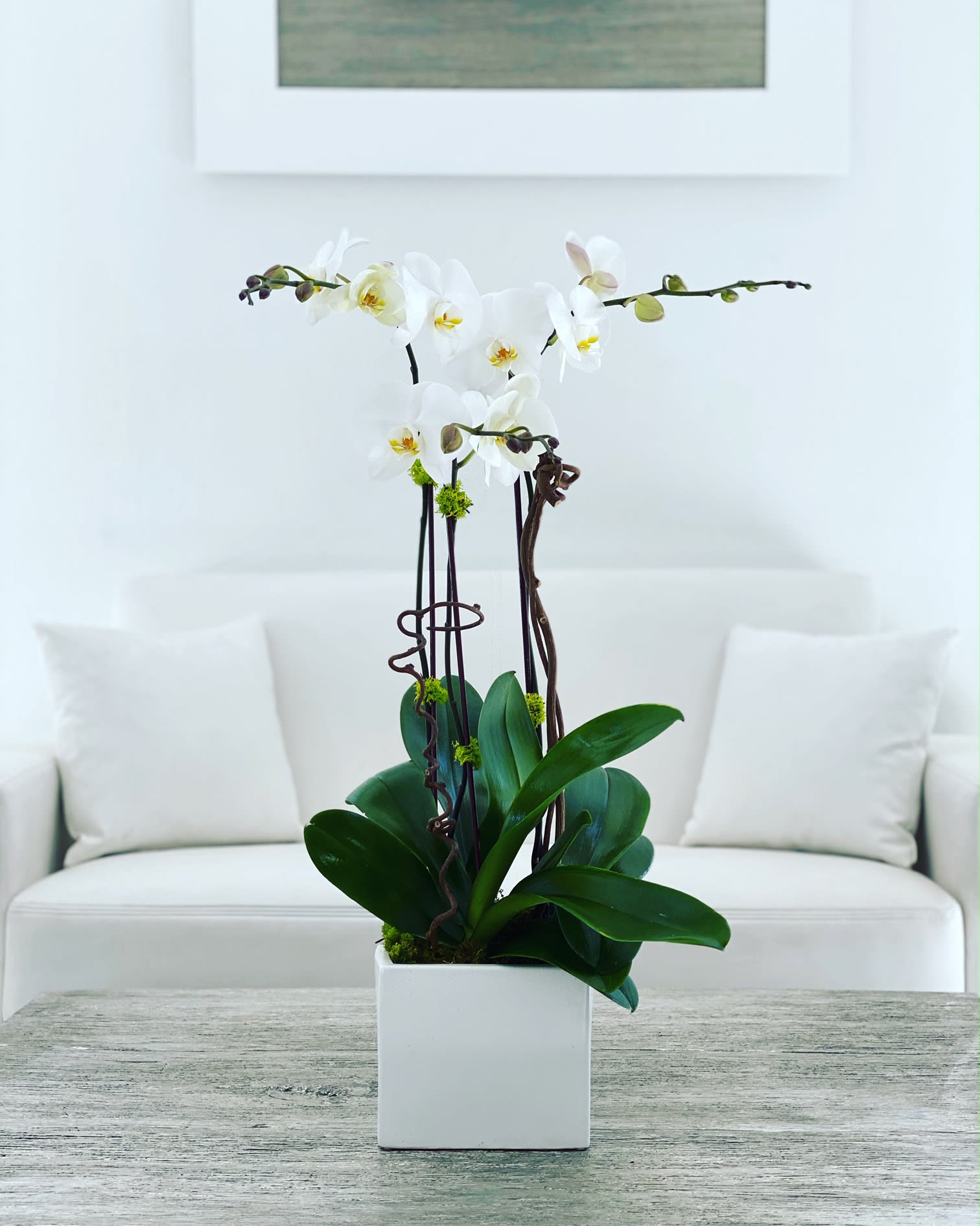 Pure ™ - Arrangement of three orchid plants in a ceramic vase with natural decorative elements