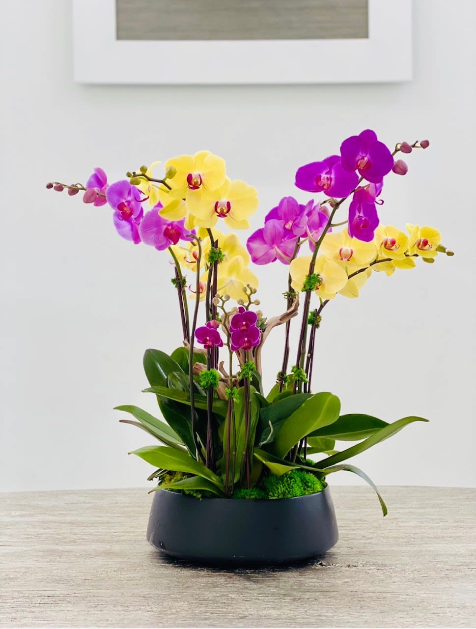 Dakota ™ - Arrangement of 6 colorful orchid plants decorated with drift wood in a large ceramic vase