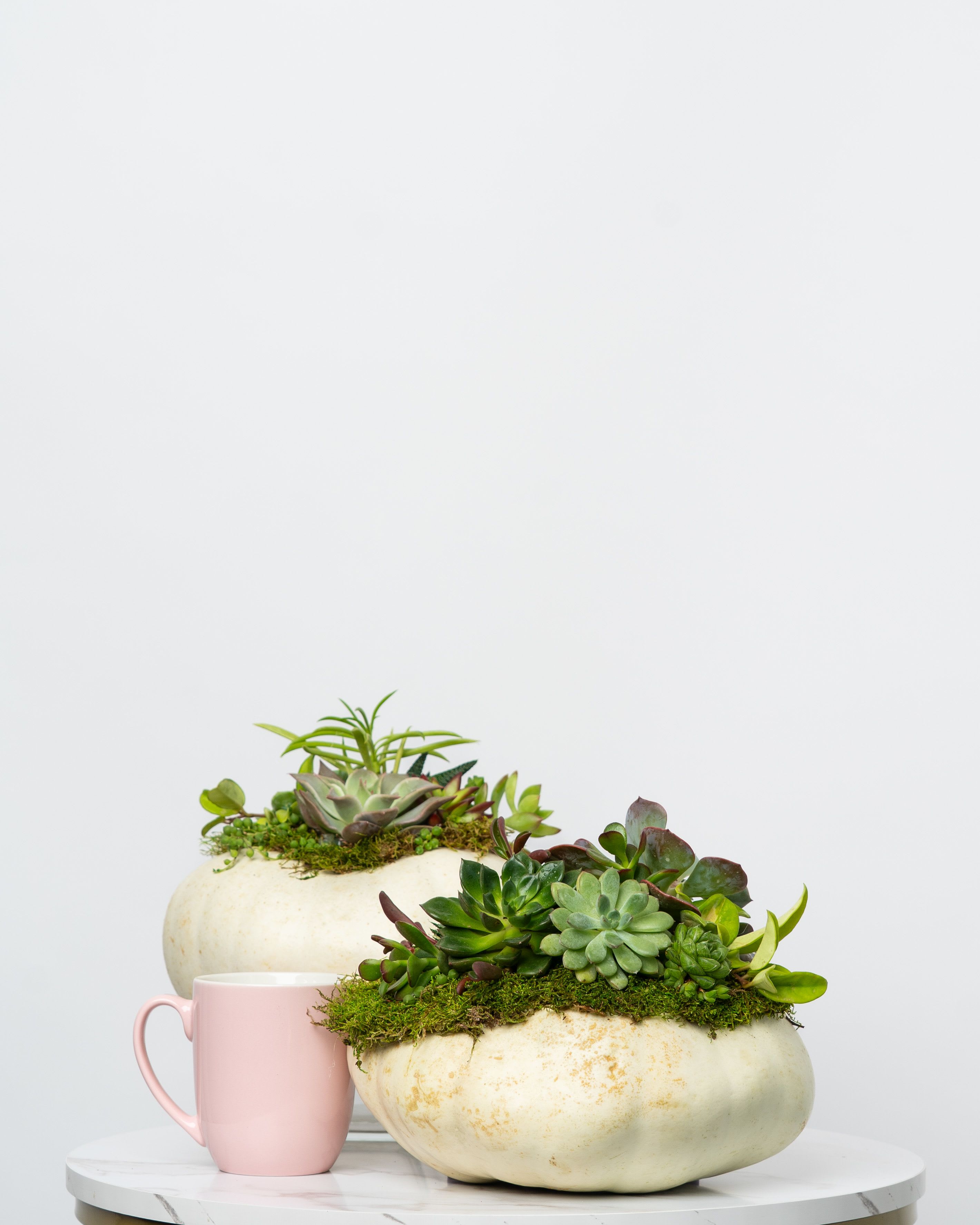 Limited Edition: Fall Succulent Pumpkin (White) - Introducing our Limited Edition hand-assembled succulent pumpkins. These are Locally Grown Ornamental Pumpkin adorned with decorative succulents and moss. Each order is for one (1) pumpkin. In the event white is sold out, we may substitute our next best color.