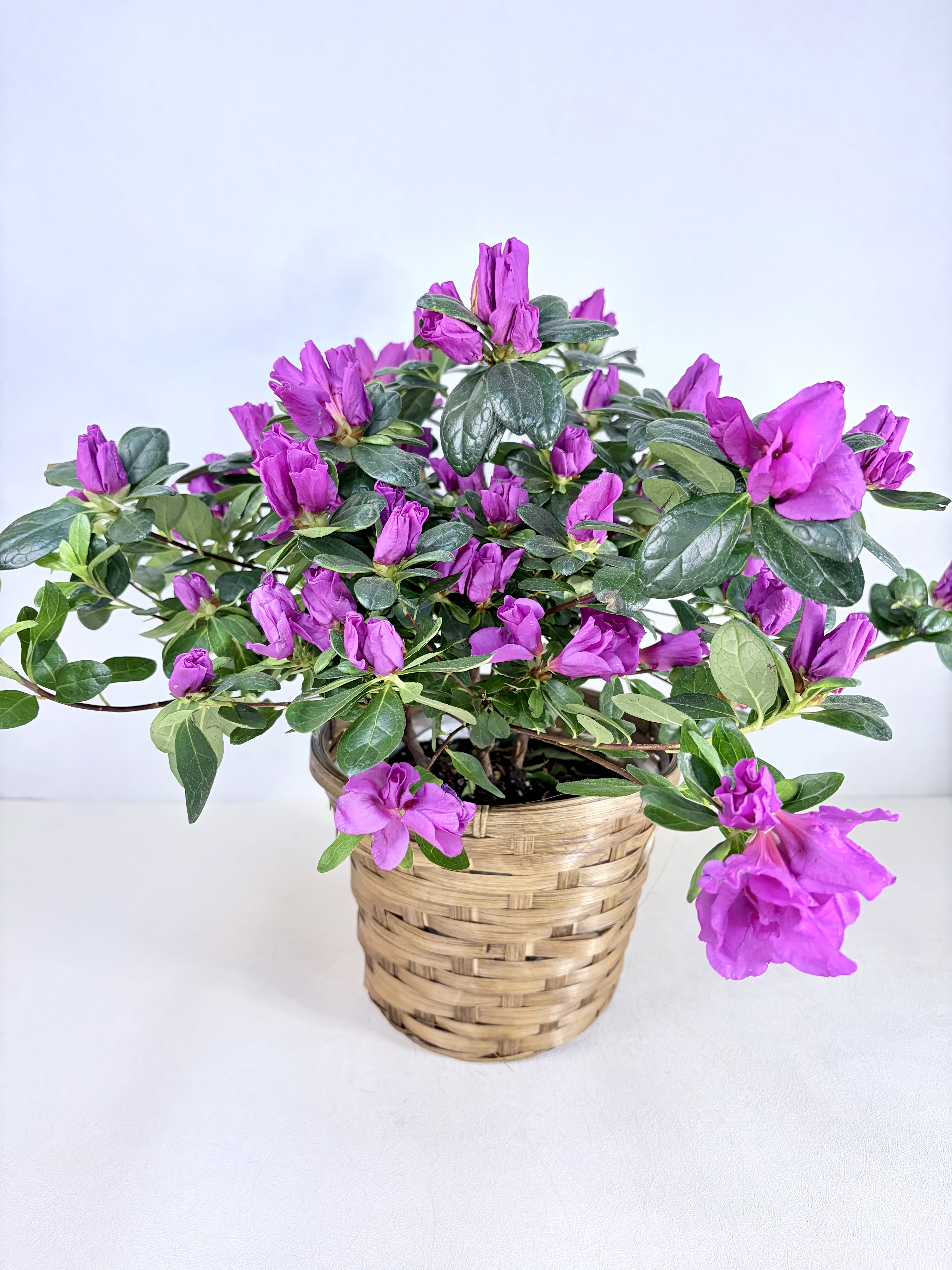 Azalea - Seasonal Blooming Plant - A seasonal azalea plant in bloom. Colors vary day to day and could be pink or purple. Great for Easter, Passover, Spring Gifting, a Masters Party, and more. 