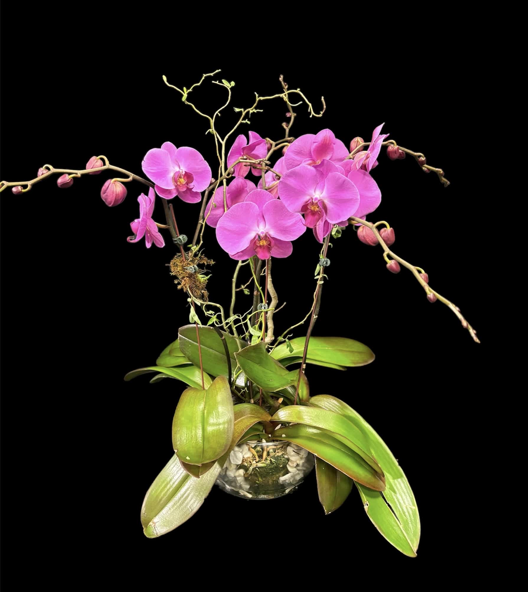 Pink orchids in a glass pot with broad green leaves