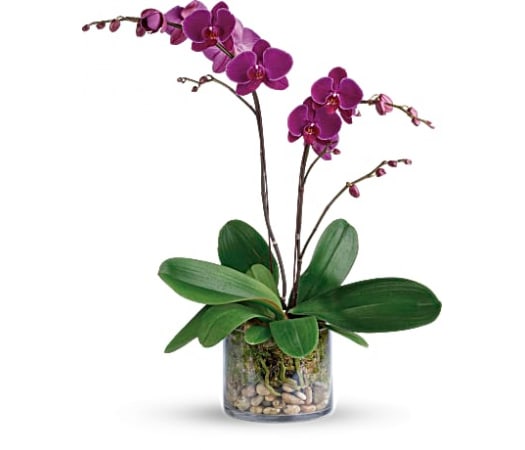 GLORIOUS GRATITUDE ORCHID  - Simply glorious! The elegant dance of purple or white  phalaenopsis orchids takes center stage in this clean arrangement, presented with river rocks and moss in a clear glass cylinder. 
