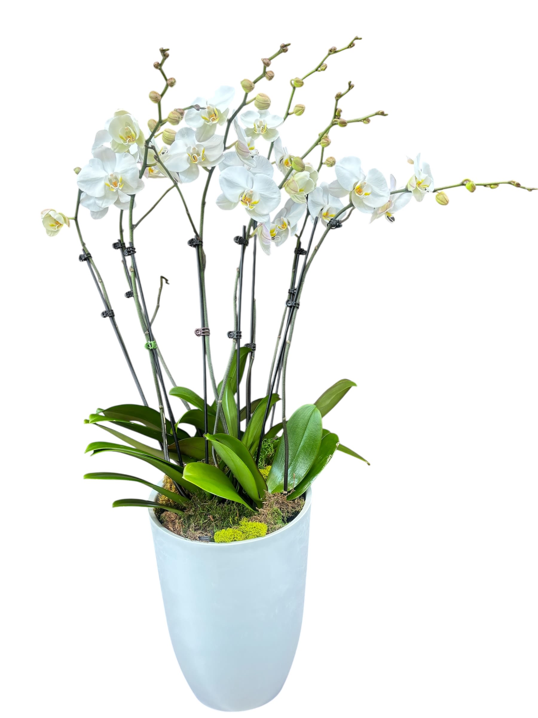 White orchid plant in a tall light blue pot